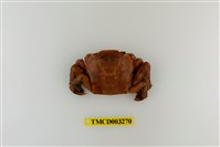 藏品(字纹弓蟹)的圖片